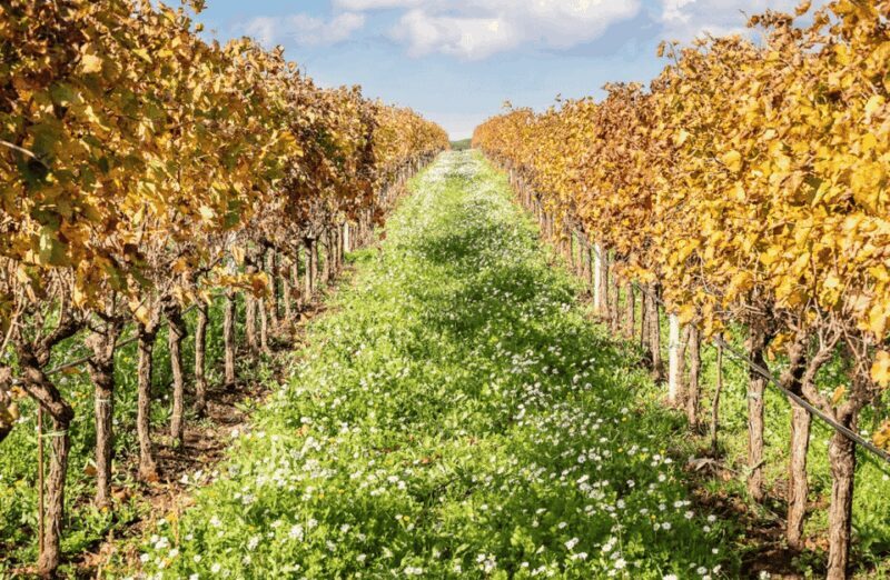 Boutique Winery Visit & Tasting near Rome - The Real Value of This Experience