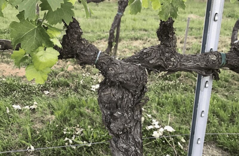 Boutique Winery Visit & Wine Tasting near Arezzo - The Sum Up