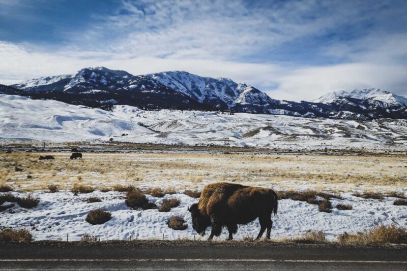 Bozeman: 6 Day Yellowstone Winter Wonderland Tour - The Practical Side: Transportation, Accommodation, and Food