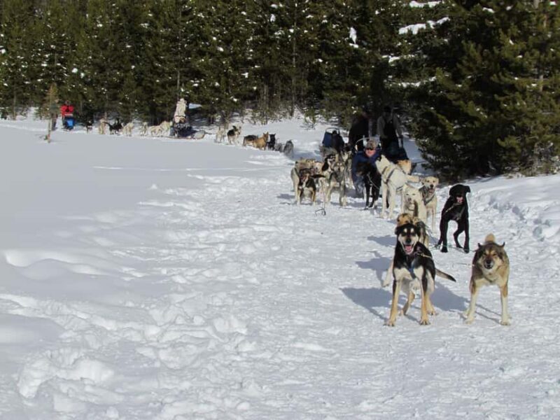 Bozeman: 6 Day Yellowstone Winter Wonderland Tour - Who Will Love This Tour?