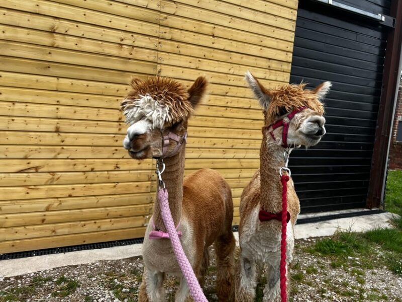 Brackenfield: Alpaca Trek - Key Points