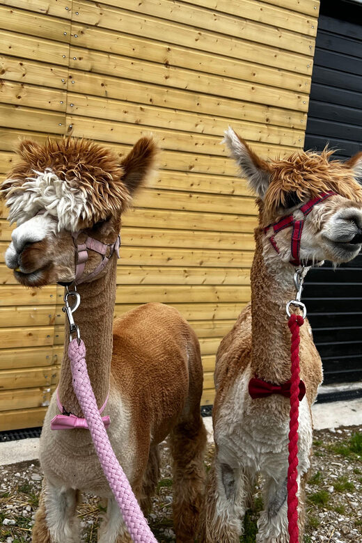 Brackenfield: Alpaca Trek - What Makes This Experience Stand Out