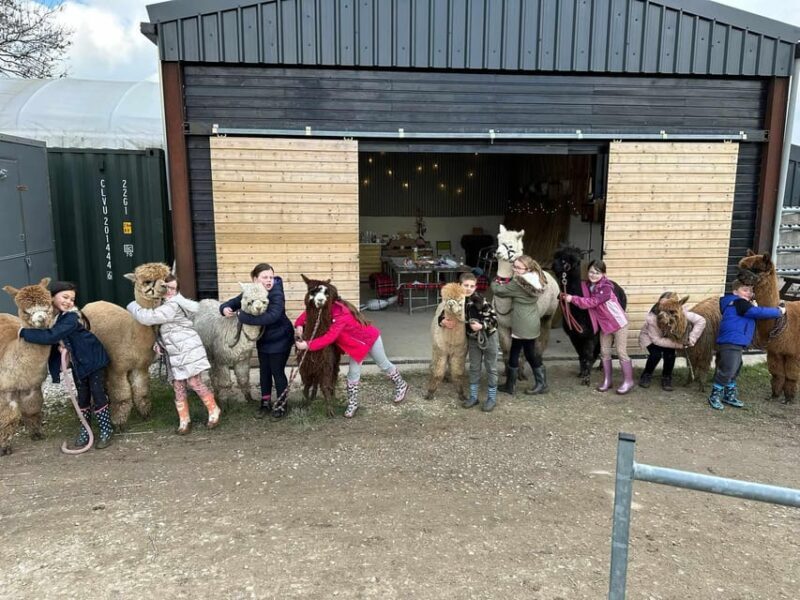 Brackenfield: Alpaca Trek - Who Will Enjoy This Tour Most?