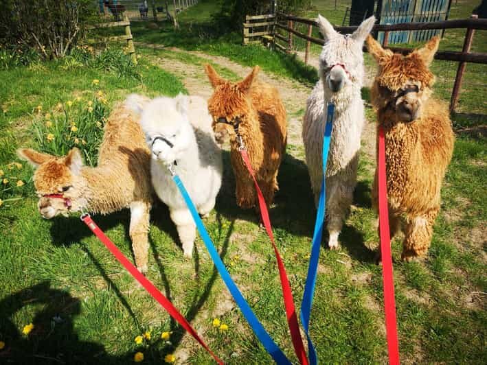 Brackenfield: Alpaca Trek - Final Thoughts