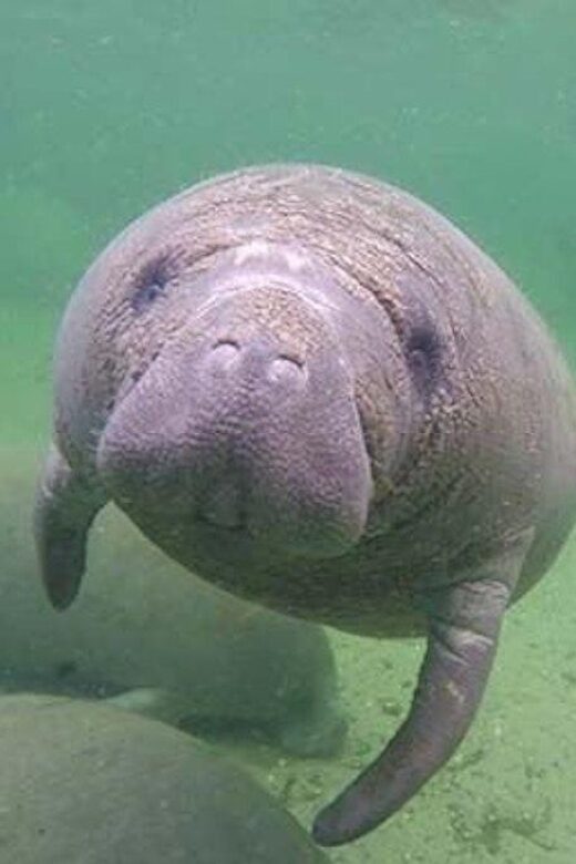 Bradenton: Anna Maria Island Guided Kayaking Manatee Tour - The Sum Up