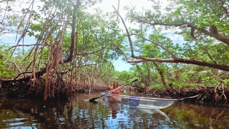 Bradenton: Clear Kayak Mangrove Tunnel Eco Tour - An In-Depth Look at the Bradenton Mangrove Tunnel Eco Tour