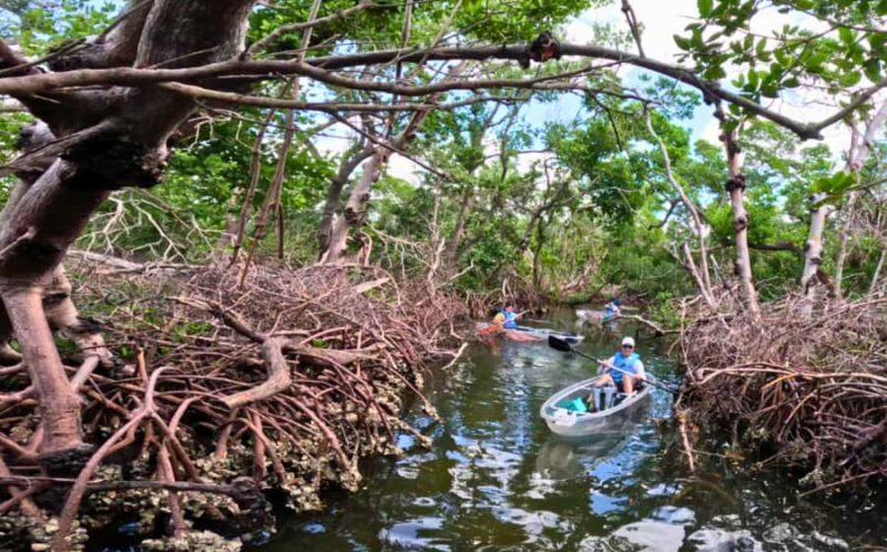 Bradenton: Clear Kayak Mangrove Tunnel Eco Tour - FAQ