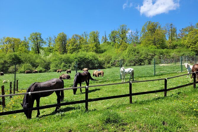 Bran Castle & Bear Sanctuary from Brasov - Optional Peles Castle - Practical Details and Value