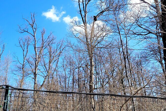 Bran Castle & Bear Sanctuary from Brasov - Optional Peles Castle - The Sum Up