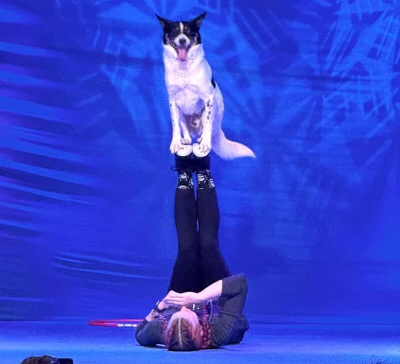 Branson: Pets and Giggles Kid's Comedy Show - Key Points