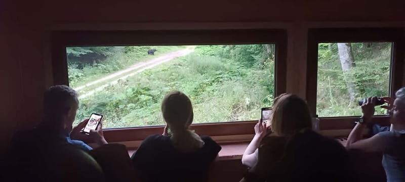 Braov: 4-Hour Bear Watching Tour in Carpathian Mountains - A Genuine Look at the Bear Watching Experience
