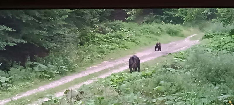 Braov: 4-Hour Bear Watching Tour in Carpathian Mountains - Logistics and Practical Details