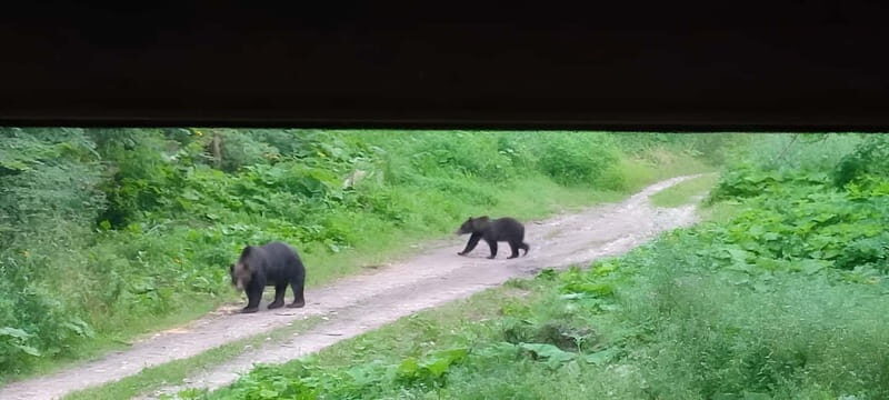 Braov: 4-Hour Bear Watching Tour in Carpathian Mountains - Value and Overall Experience