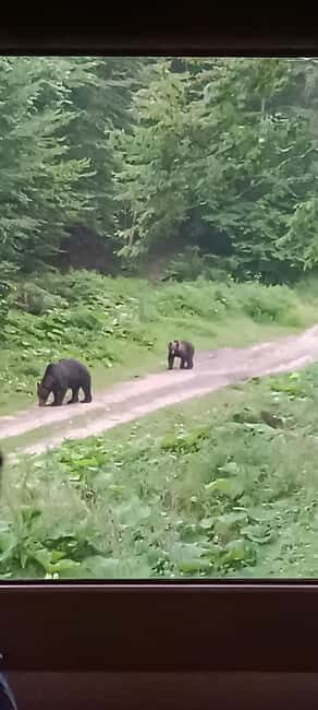 Braov: 4-Hour Bear Watching Tour in Carpathian Mountains - FAQs