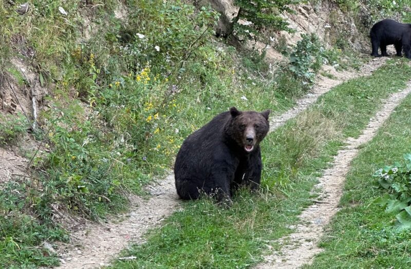 Brasov: Bear Watching in the Wild (From a Hideout) - Key Points