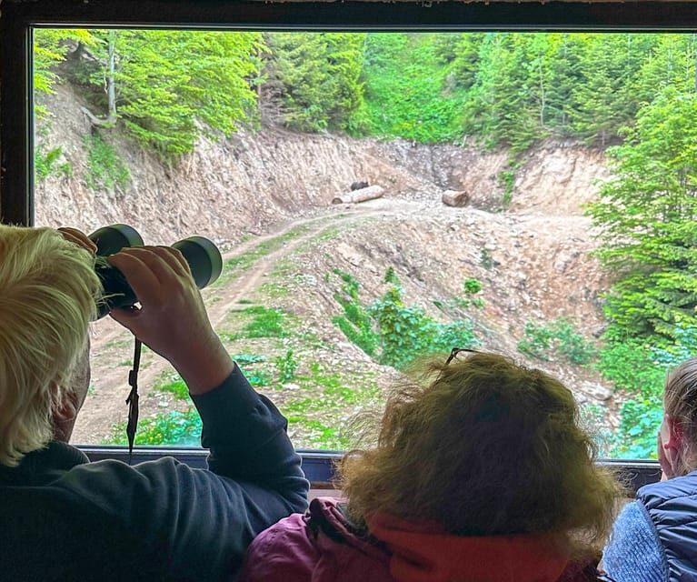 Brasov: Bear Watching in the Wild (From a Hideout) - An Honest Look at the Bear Watching Tour Near Brasov
