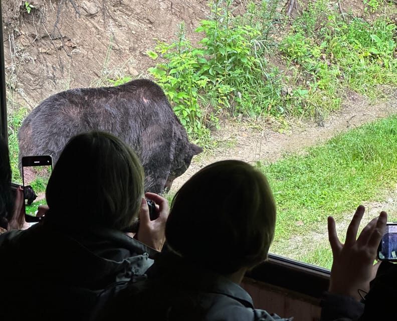 Brasov: Bear Watching in the Wild (From a Hideout) - The Return and Overall Value