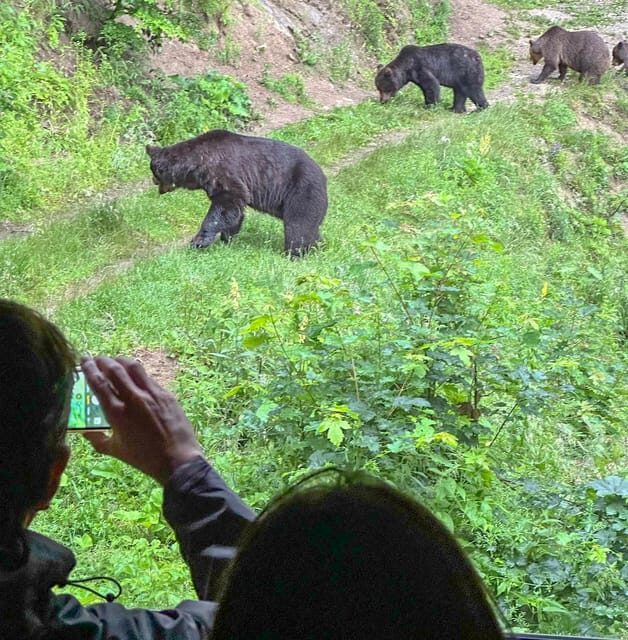 Brasov: Bear Watching in the Wild (From a Hideout) - The Guides and Authentic Encounters