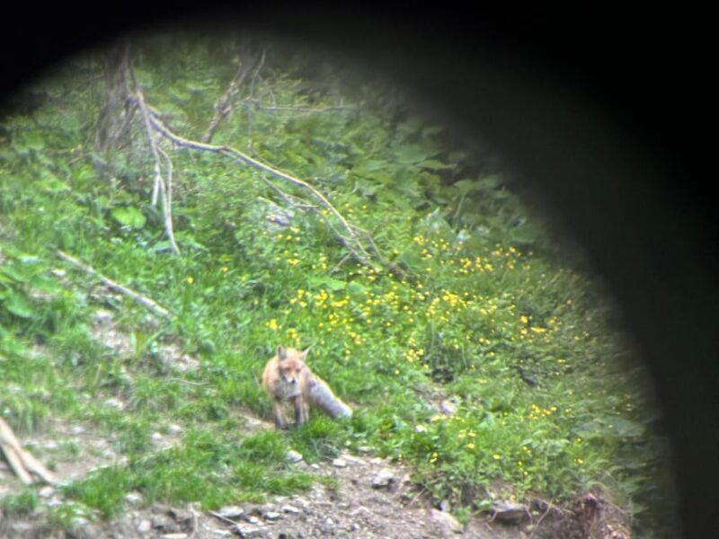 Brasov: Bear Watching in the Wild (From a Hideout) - Who Should Book This Tour?