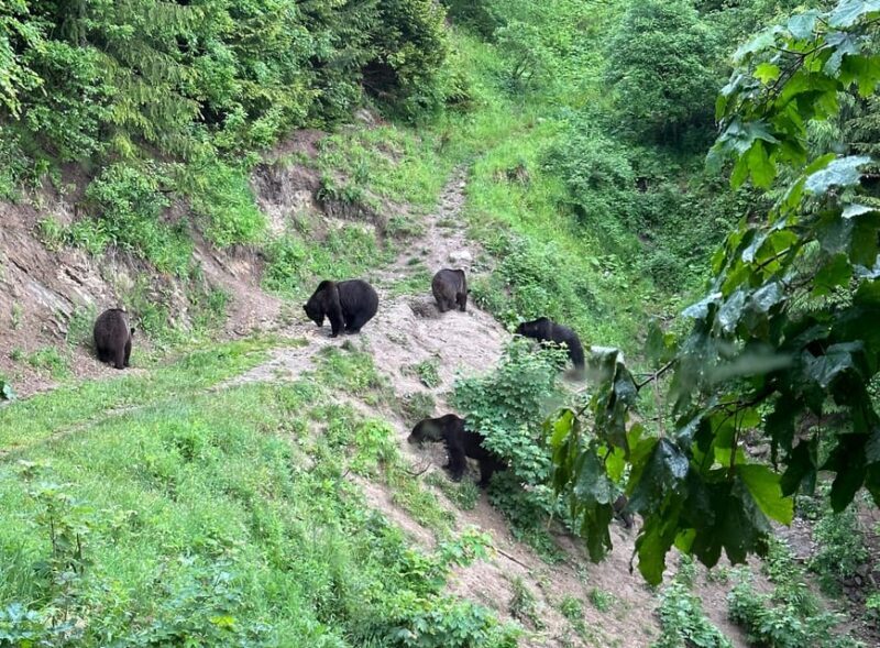 Brasov: Bear Watching in the Wild (From a Hideout) - Final Thoughts