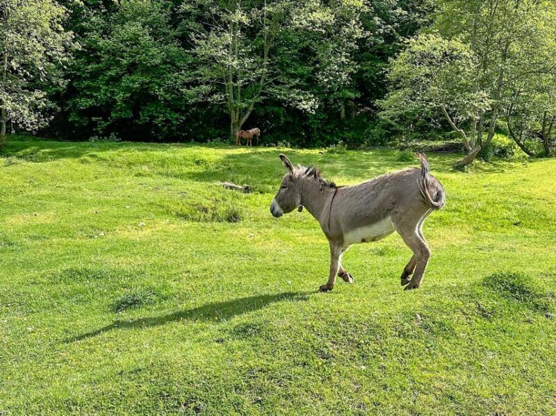 Brasov: Bear Watching in the Wild (From a Hideout) - Frequently Asked Questions