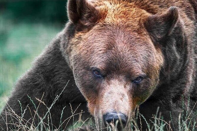 Brasov: Bears Sanctuary, Rasnov Fortress, Bran Castle GUIDED Tour - A Well-Balanced Itinerary for Authentic Discovery