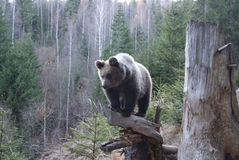Brasov: Brown Bear & Wildlife Watching - A Deep Dive Into the Brasov Wildlife Watching Tour