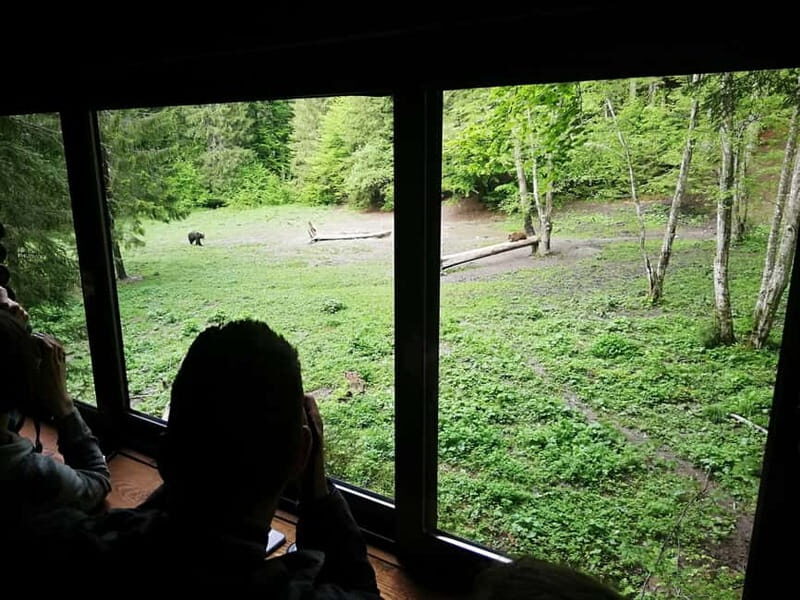 Brasov: Brown Bear & Wildlife Watching - The Sum Up