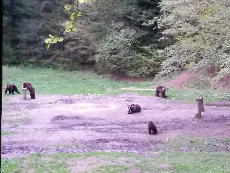 Brasov: Brown Bear & Wildlife Watching - Frequently Asked Questions