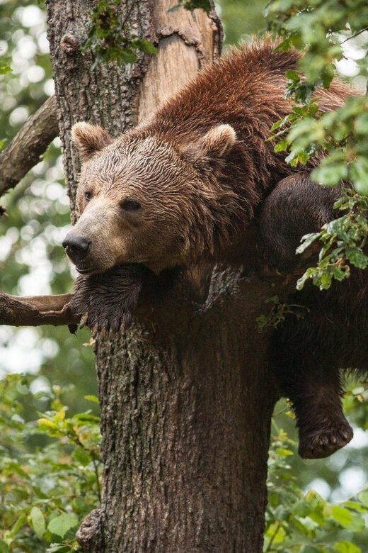 Brasov: Libearty Bear Sanctuary - An In-Depth Look at the Libearty Bear Sanctuary Tour
