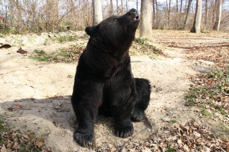 Brasov: Libearty Bear Sanctuary - Frequently Asked Questions