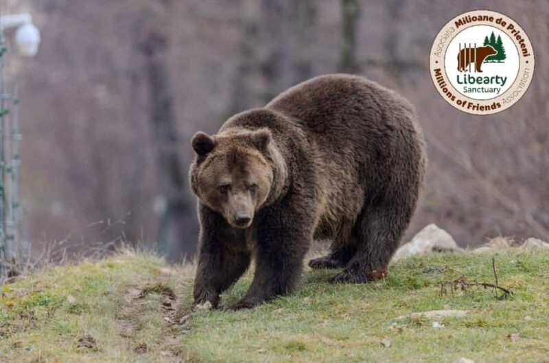 Brasov: Tour with Transfer Libearty Bear Sanctuary - A Close Look at the Tour Experience