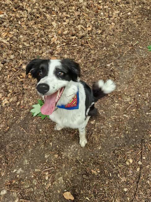 Brasov's Mountain Hike tour with Daisy - The Itinerary and What to Expect