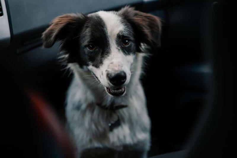 Brasov's Mountain Hike tour with Daisy - The Sum Up