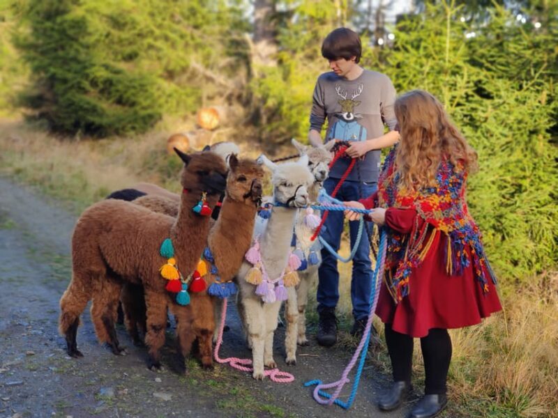 Braunschweig: Alpaca Trekking Tour - An In-Depth Look at the Braunschweig Alpaca Trekking Tour