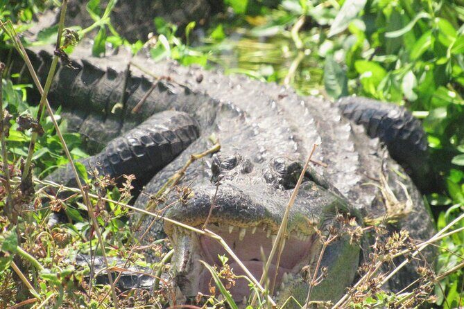 Brazos Bend Wildlife and Nature Tour - What’s Unique About This Tour?