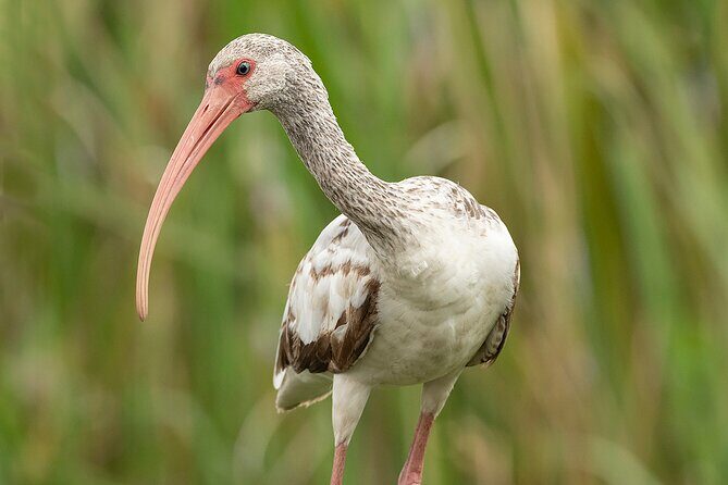 Brazos Bend Wildlife and Nature Tour - FAQ