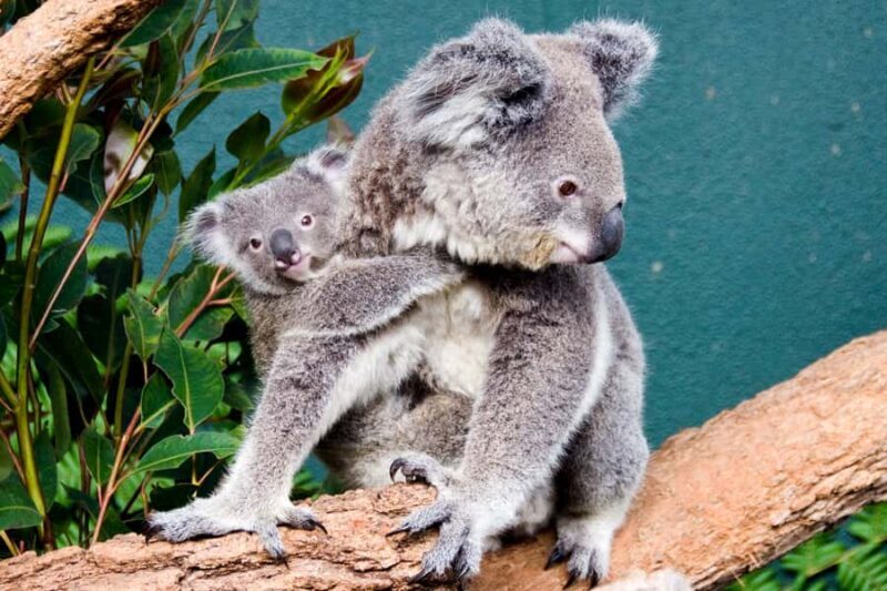 Breakfast with Koalas at WILD LIFE Zoo Darling Harbour - Key Points