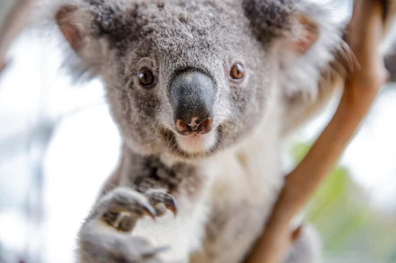 Breakfast with Koalas at WILD LIFE Zoo Darling Harbour - After Breakfast: Explore at Your Leisure
