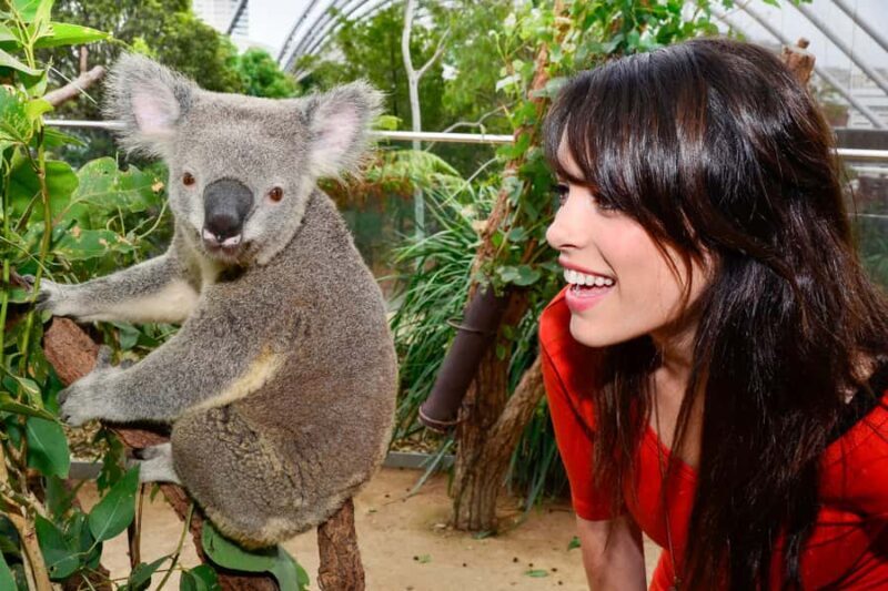 Breakfast with Koalas at WILD LIFE Zoo Darling Harbour - The Experience: What Makes It Special?