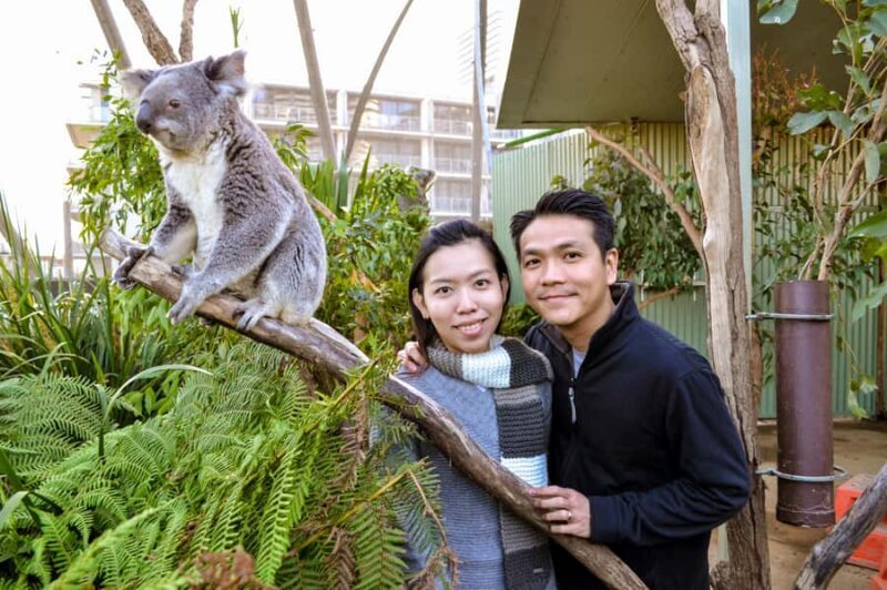 Breakfast with Koalas at WILD LIFE Zoo Darling Harbour - Value for Money: How Does It Add Up?