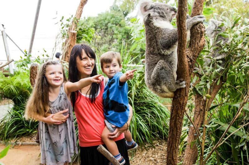 Breakfast with Koalas at WILD LIFE Zoo Darling Harbour - Who Will Love This Experience?