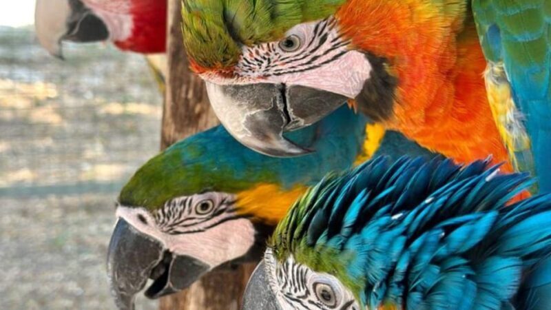 Breakfast with Parrots at Masseria mazzetta with wildlife park - A Taste of Apulia’s Wildlife and Culture at Masseria Mazzetta