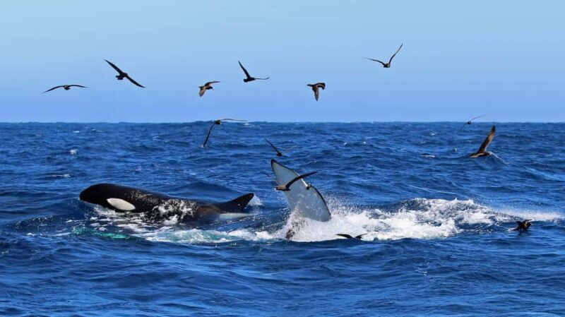 Bremer Bay: Bremer Canyon Killer Whale Expedition - A Full-Day Wildlife Adventure in Western Australia