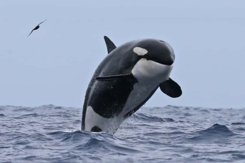 Bremer Bay: Bremer Canyon Killer Whale Expedition - Who Should Consider This Tour?
