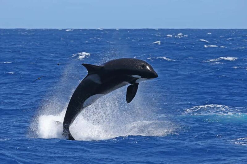 Bremer Bay: Bremer Canyon Killer Whale Expedition - FAQs