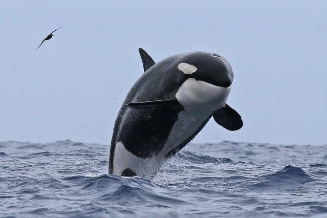 Bremer Canyon Killer Whale (Orca) Expedition - Who Should Consider This Tour?
