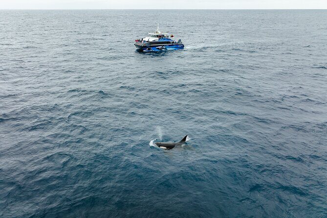 Bremer Canyon Killer Whale (Orca) Expedition - Final Thoughts