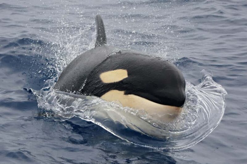 Bremer Canyon Orca Experience from Bremer Bay - Introduction: What’s on Offer?