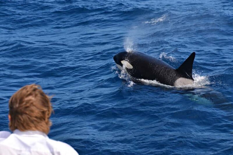 Bremer Canyon Orca Experience from Bremer Bay - The Value of the Experience